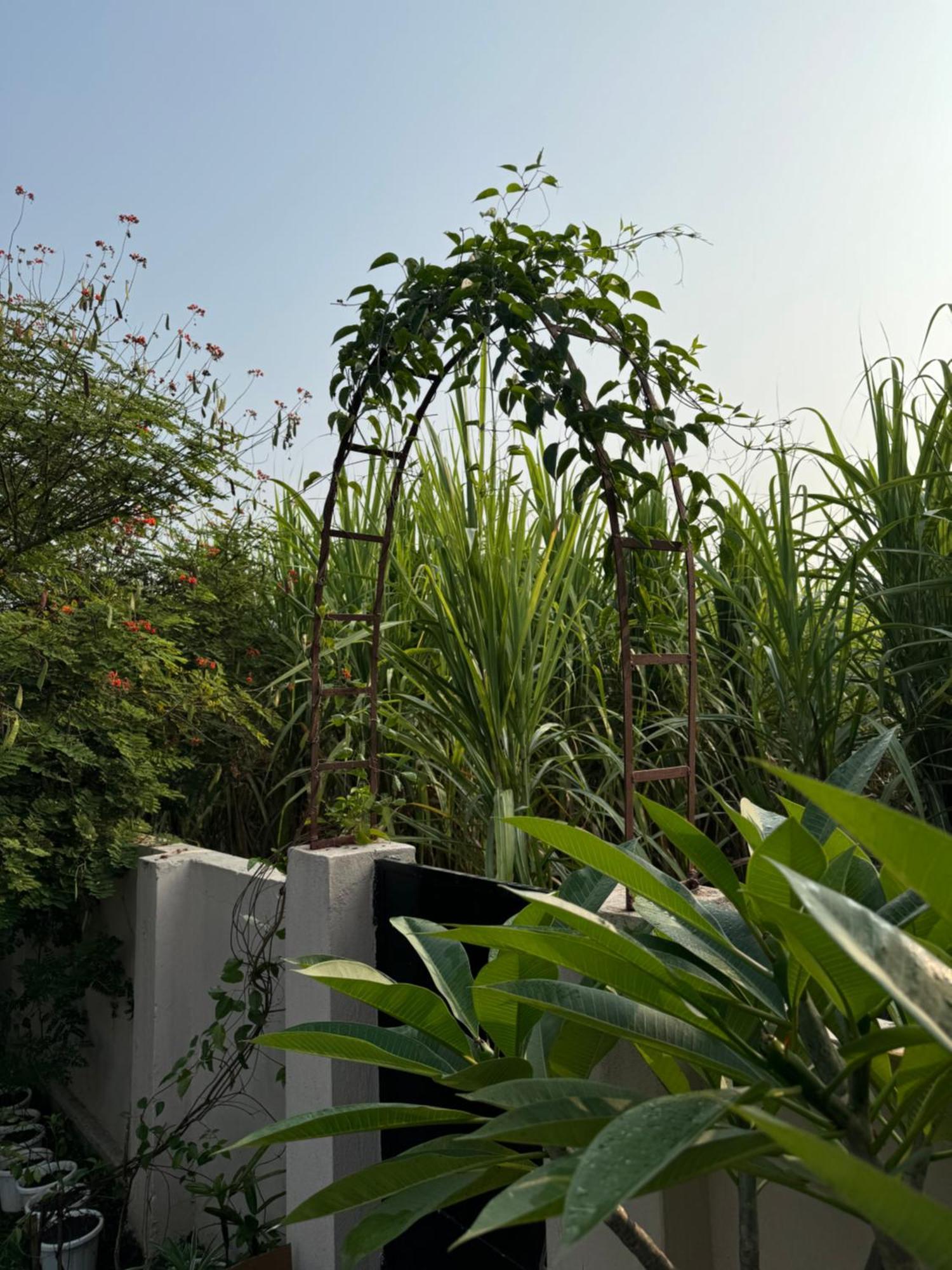 The Bougainvillea Cottage Farmstay Near Dehradun , 2 Bedroom Private Cottage Next To Fields And Orchards With Hill Views Екстериор снимка