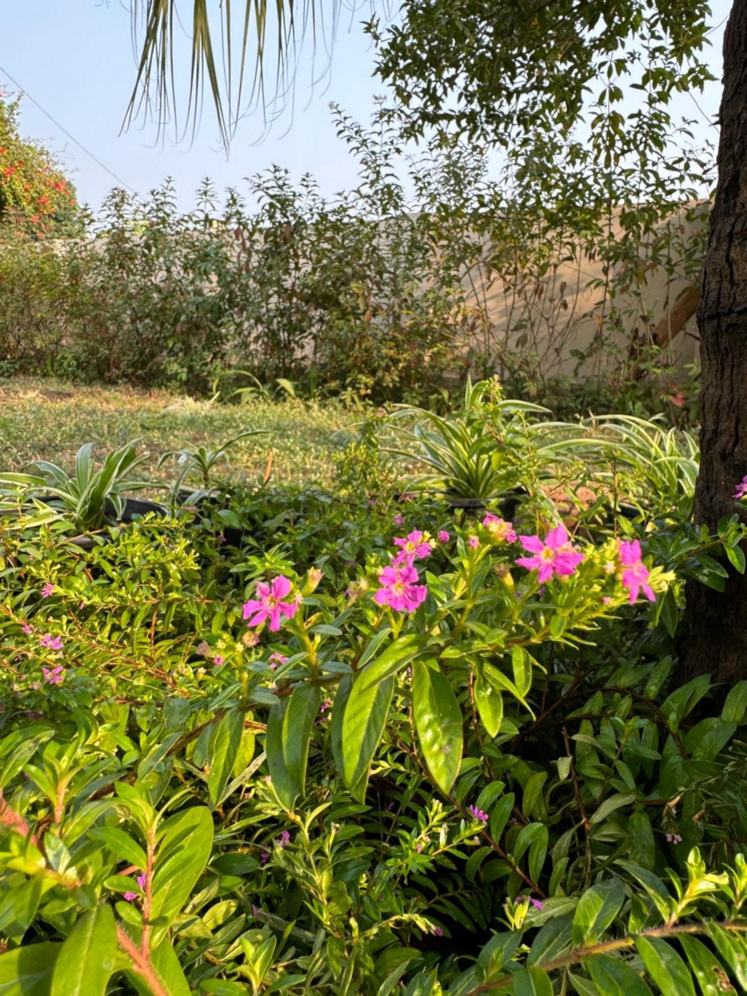 The Bougainvillea Cottage Farmstay Near Dehradun , 2 Bedroom Private Cottage Next To Fields And Orchards With Hill Views Екстериор снимка